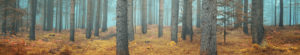 gallery bg