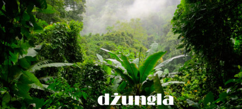 dzunga