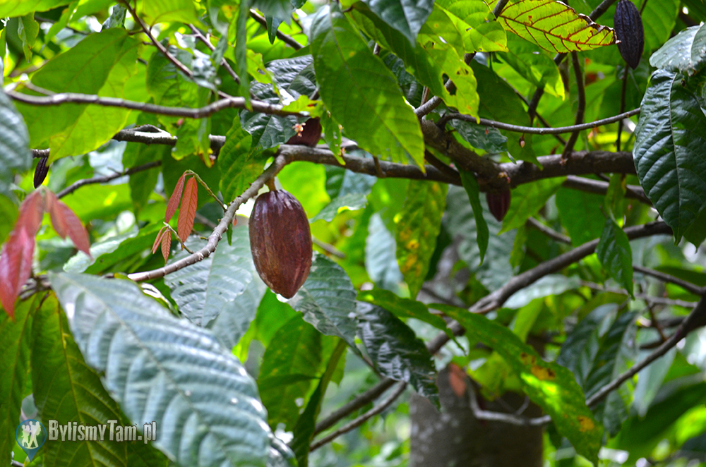 owoc kakaowca