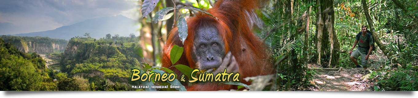Borneo – Sumatra