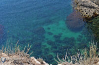 Półwysep Tarchankut - meduzy w Morzy Czarnym