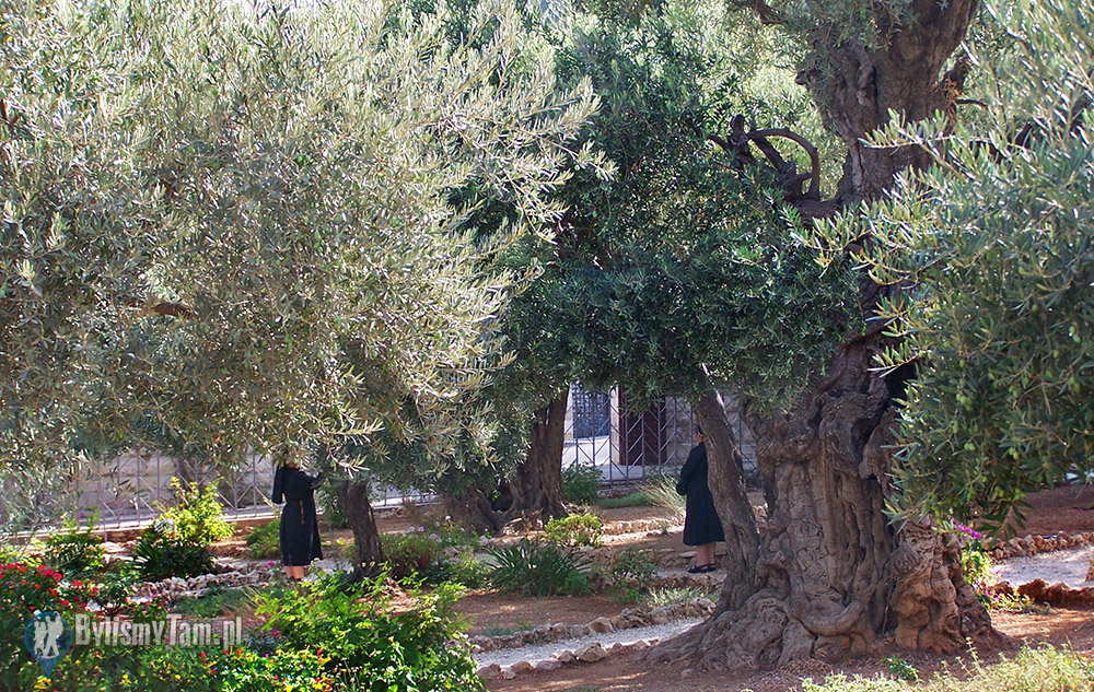 Getsemani - Ogród Oliwny - Jerozolima