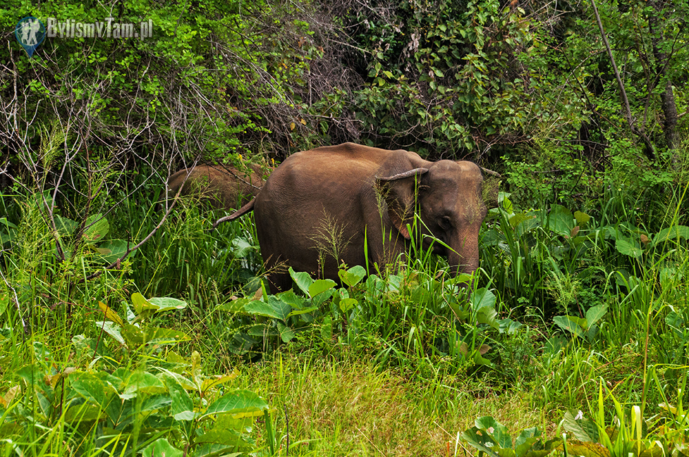 Sri Lanka - słonie n awolności