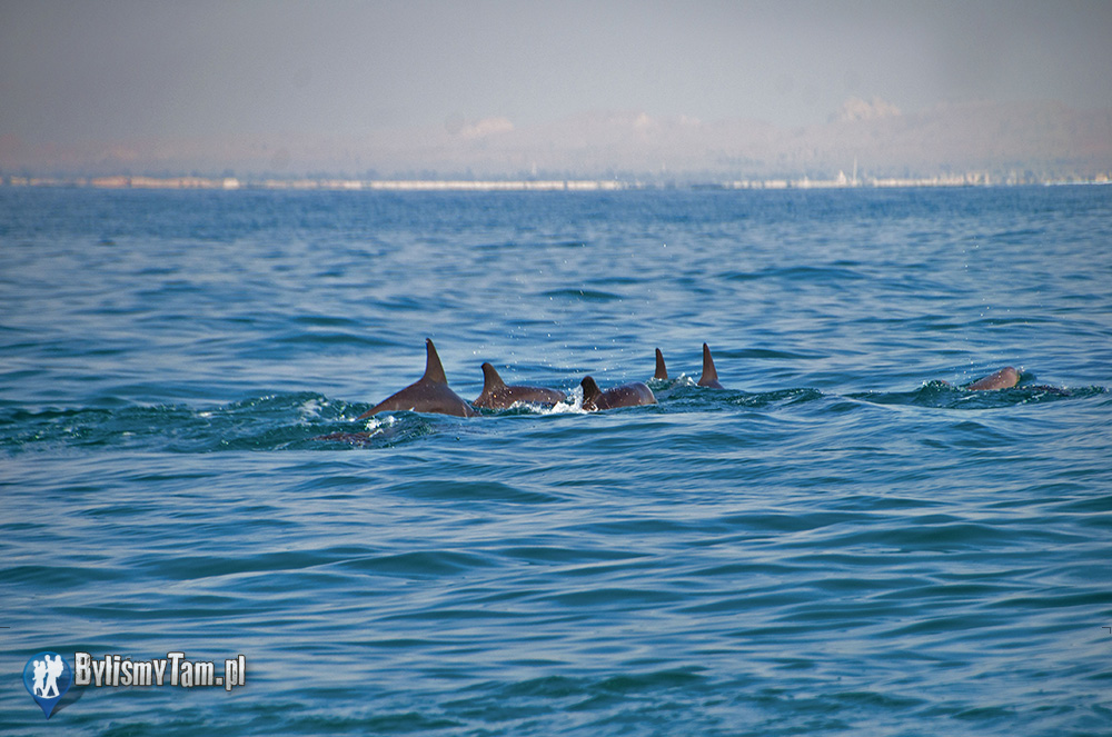 Stada delfinów w Zatoce Perskiej