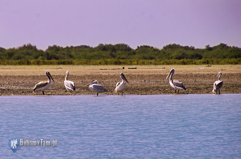 Pelikany nad brzegiem