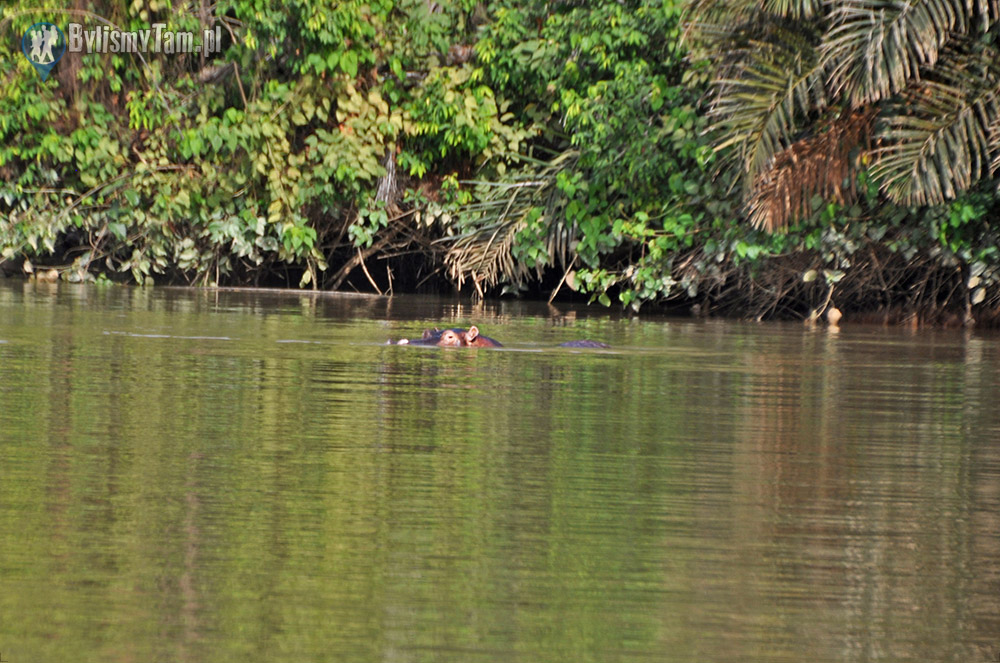 Hipopotam - River Gambia National Park
