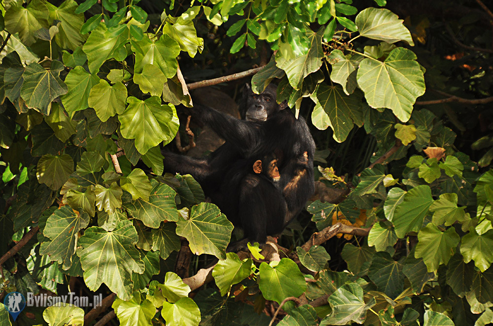 Szympansy - River Gambia National Park