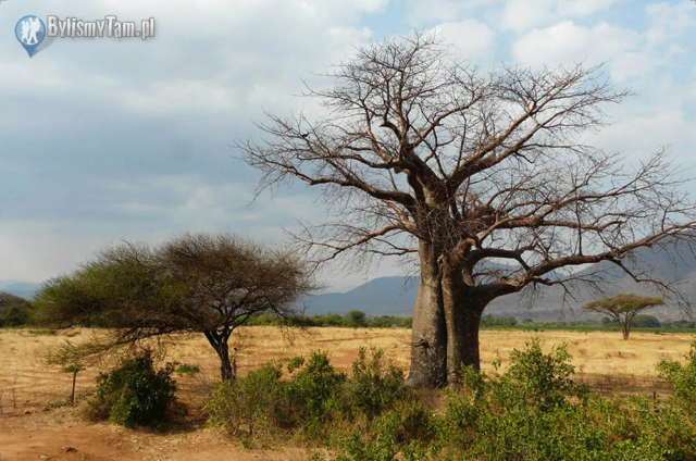 Baobab na sawannie w Gambi
