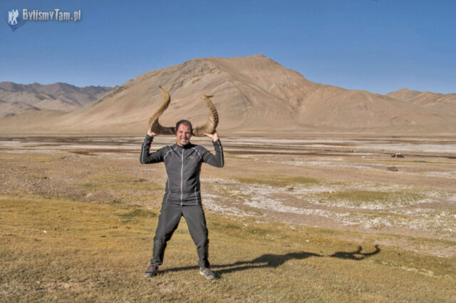 Takie piękne rogi owcy Marco Polo można tu znaleźć co kawałek