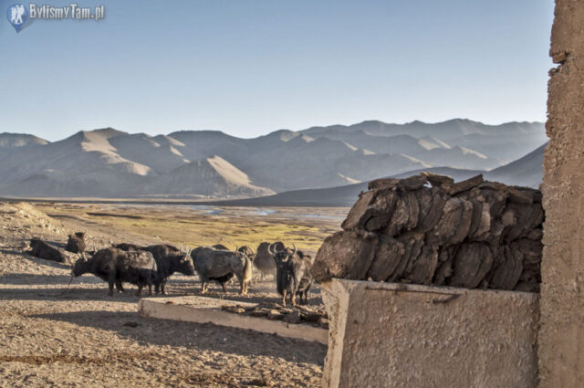 Jaki - źródło wszelakich niezbędnych dóbr na Pamirze: mięso, mleko, futra, odchody