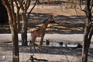 Safari Fathala Reservat