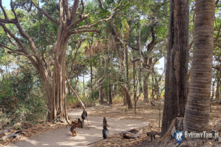 Bijilo - Monkey Park