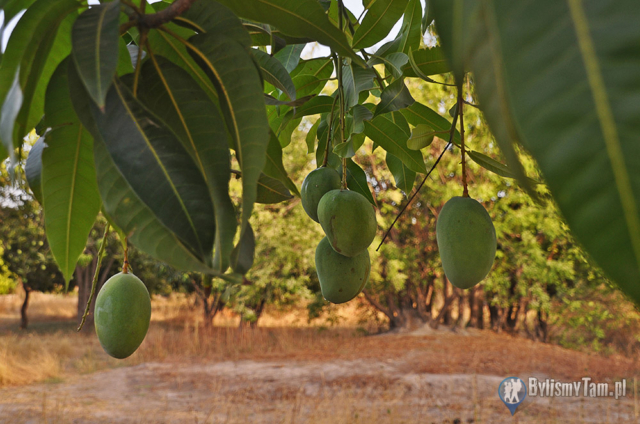 Dojrzewające mango