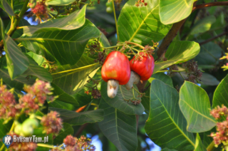 Owoce nekowca. Jadalne jabłko oraz wielkie nasiono.