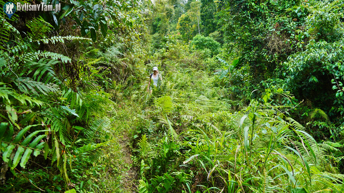 Cebu - Filipiny - trekking przez dżunglę Cebu - Filipiny - trekking przez dżunglę