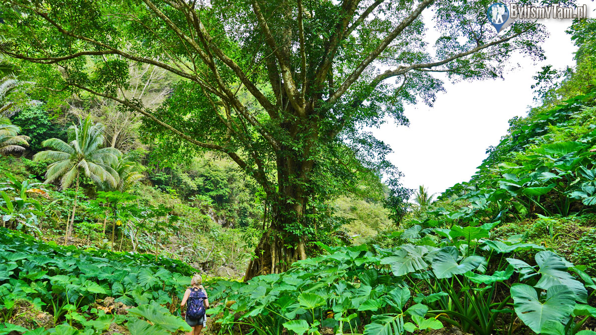 Cebu - Filipiny - trekking przez dżunglę Cebu - Filipiny - trekking przez dżunglę