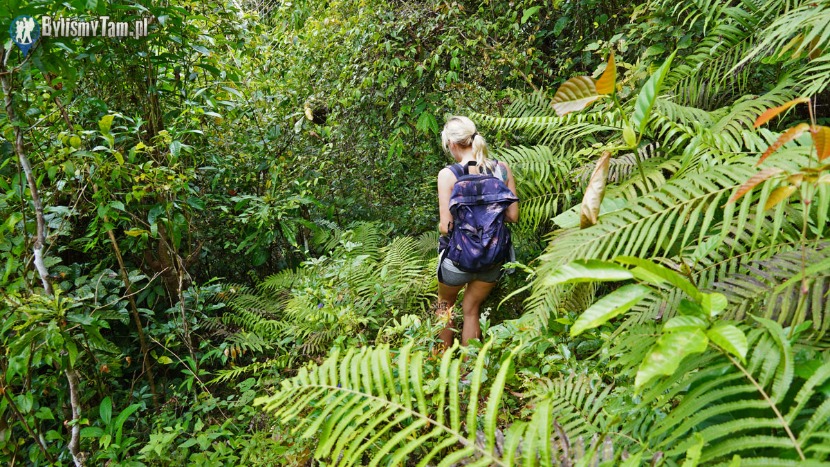 Cebu - Filipiny - trekking przez dżunglę Cebu - Filipiny - trekking przez dżunglę